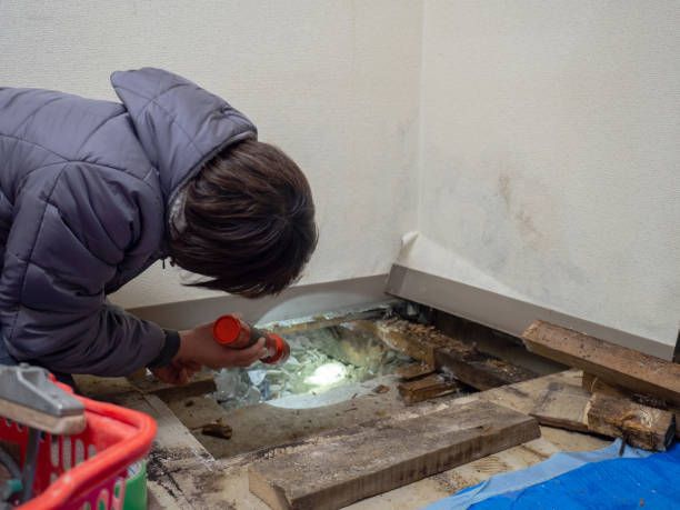 Mold Odor Removal Services in Lewistown, MT