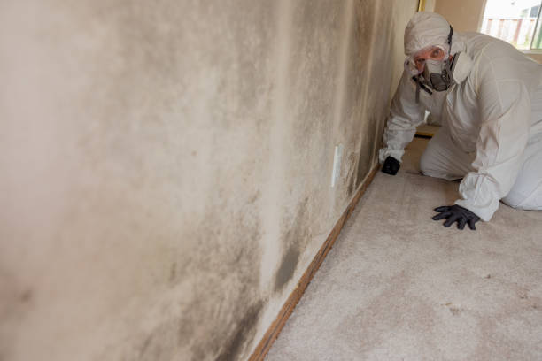 Best Mold Odor Removal Services  in Lewistown, MT